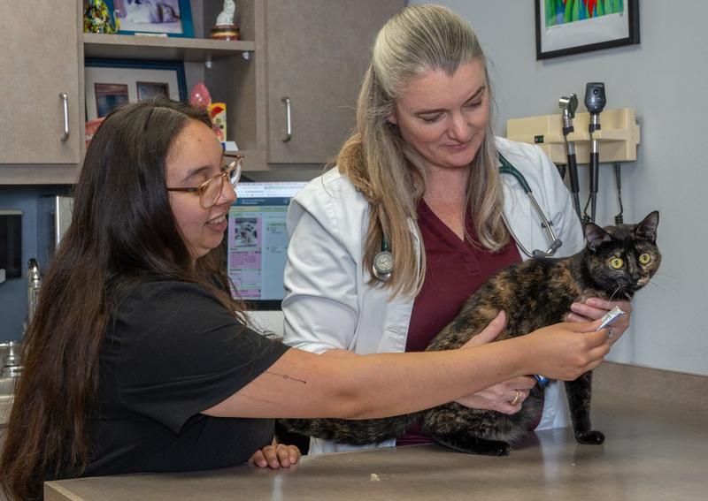 Carousel Slide 15: Cat Veterinary Care