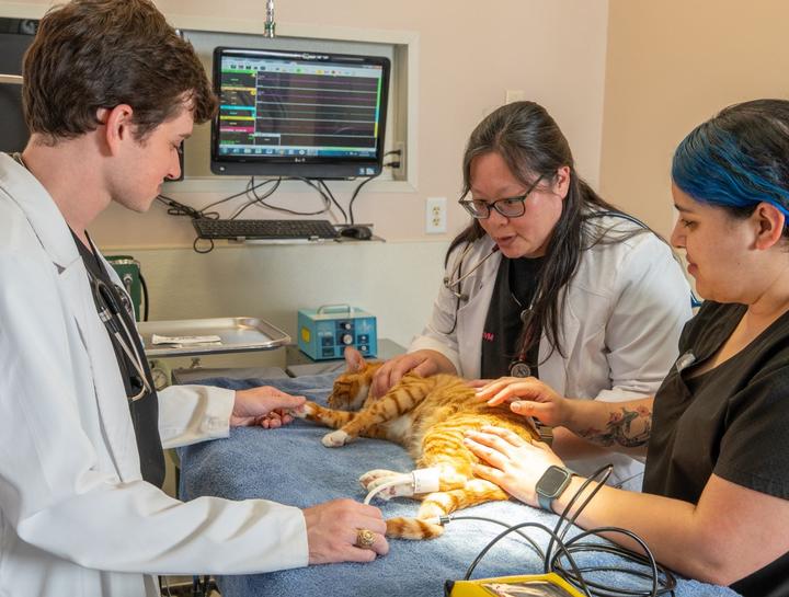 Laser Surgery for Pets in $city