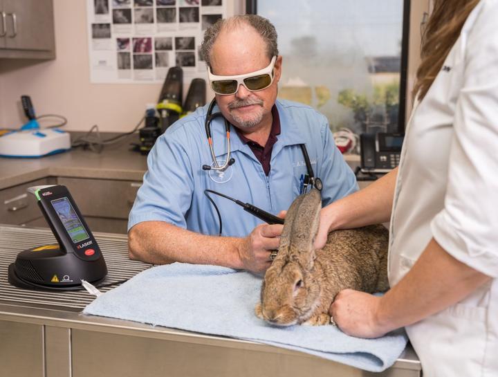 Laser Therapy for Pets